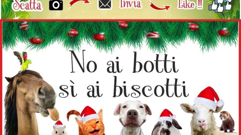 Sant’Egidio del Monte Albino: Una Zampa per Amico, contest fotografico “No a botti, sì a biscotti”