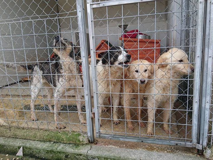 Regione Campania: consigliere Nappi “Al via campagna contro abbandono animali”