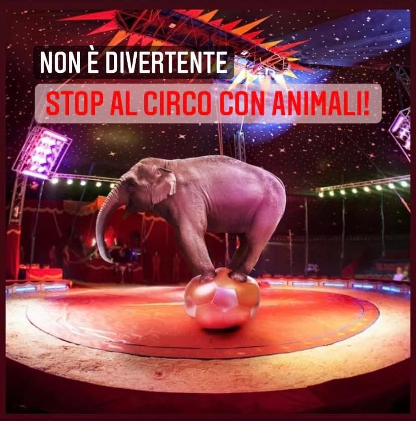 Salerno; consigliere provinciale Del Sorbo, interrogazione “Stop ad utilizzo animali circensi”