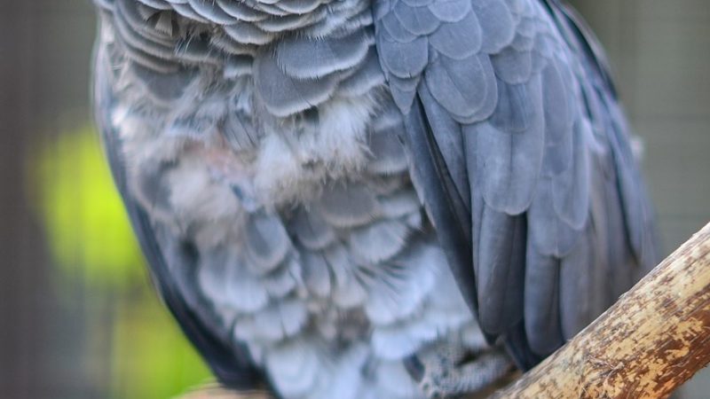 Racconti africani: Kasuku, il pappagallo