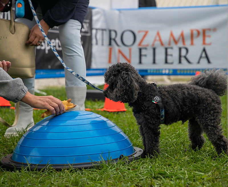 Napoli: alla Mostra D’Oltremare weekend  con Quattrozampeinfiera