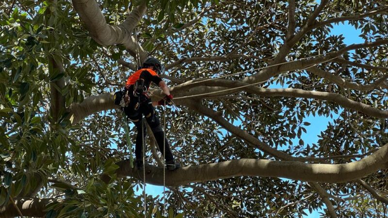 Napoli: Palazzo Reale, Tree-climbing nel Giardino Romantico