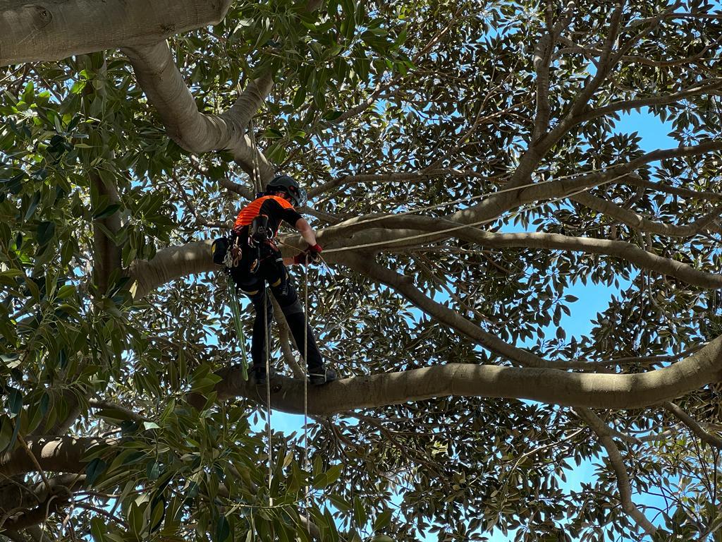 Napoli: Palazzo Reale, Tree-climbing nel Giardino Romantico