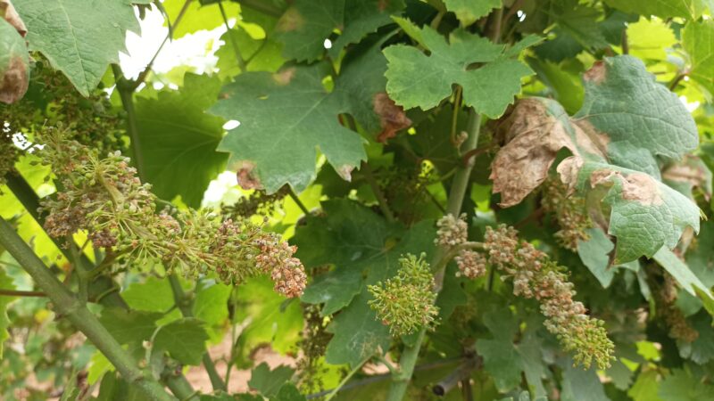 Campania: Cia Agricoltori Italiani, emergenza per viticoltura richiesta a Regione di attivare strumenti disponibili