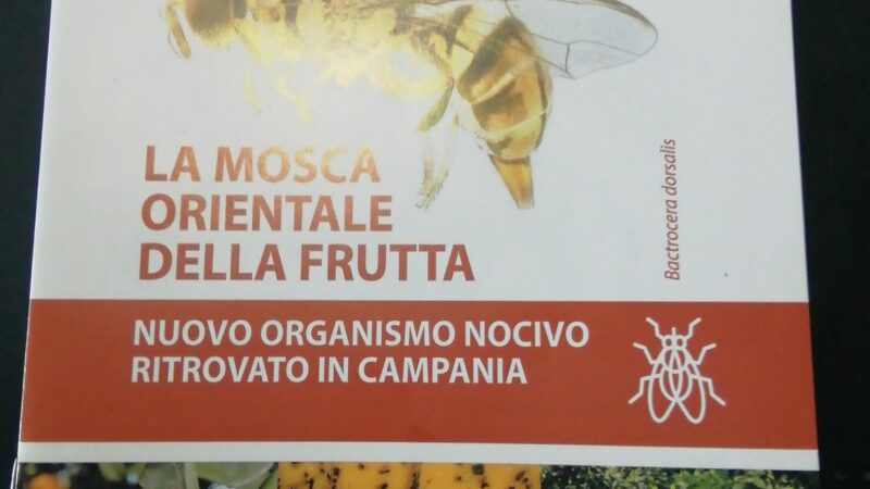 Sarno: incontro su mosca orientale della frutta, insetto altamente invasivo