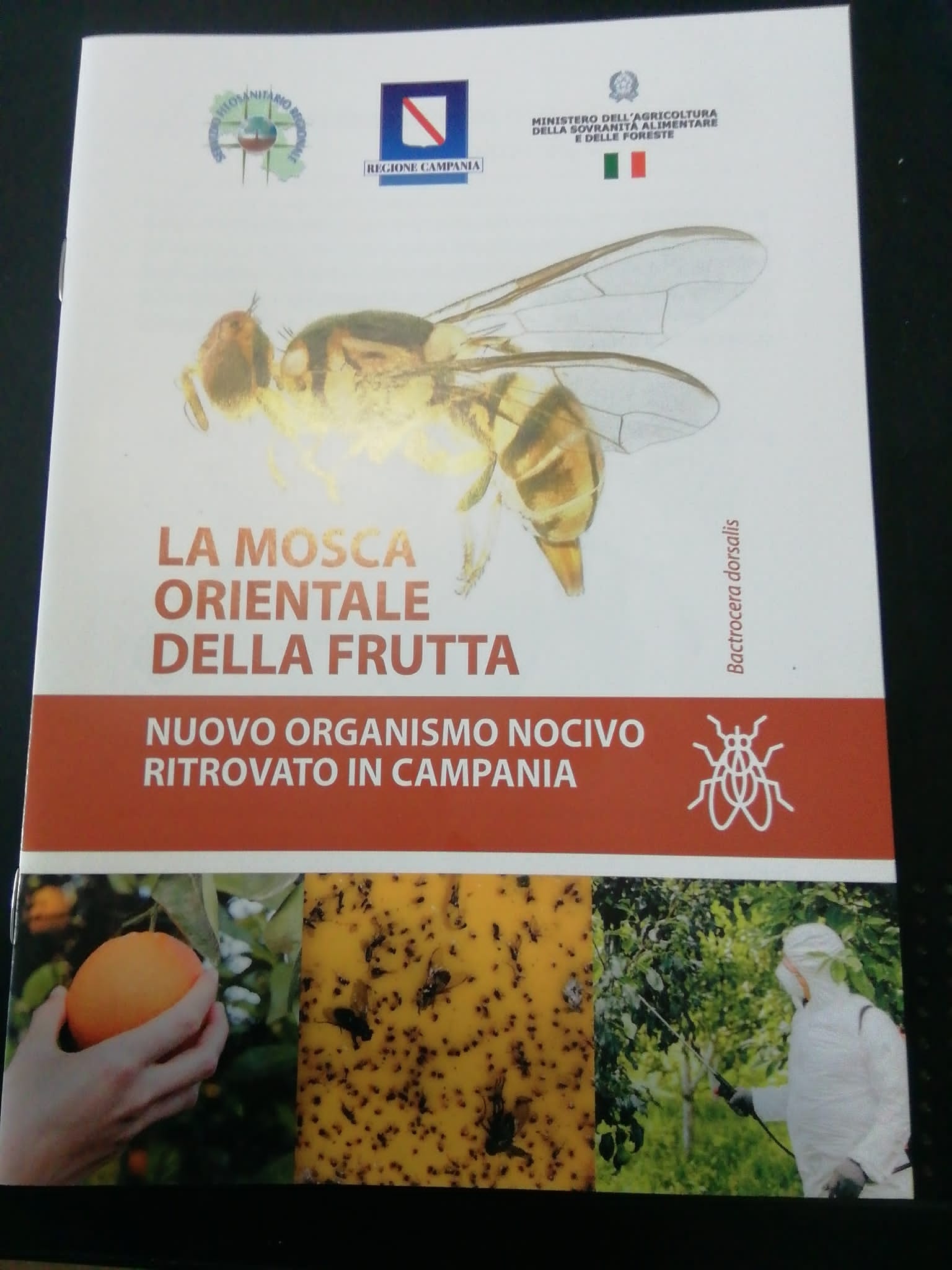 Sarno: incontro su mosca orientale della frutta, insetto altamente invasivo