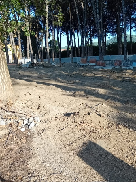 Mercato San Severino: Ospedale “Curteri”, abbattimento alberi secolari nel giardino storico, consigliere comunale Romano “Scempio ambientale!”