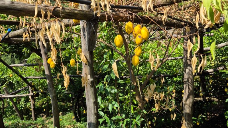 Amalfitana: fungo Mal Secco, Coldiretti guida controffensiva per tutelare limoneti