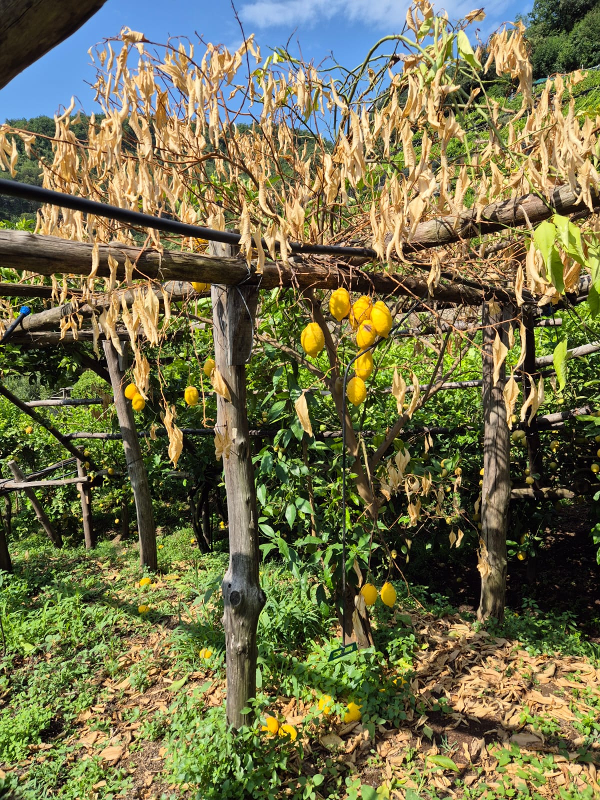 Amalfitana: fungo Mal Secco, Coldiretti guida controffensiva per tutelare limoneti