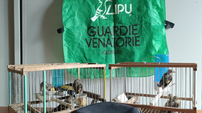 Campania: Lipu, denuncia per detenzione fauna selvatica e maltrattamento animali