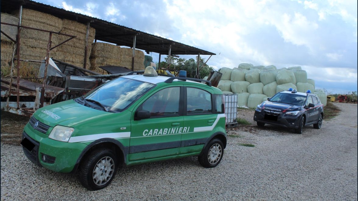 Capaccio Paestum: Carabinieri Forestali – Accademia Kronos, denunciato a piede libero titolare azienda suinicola per illecito smaltimento di reflui zootecnici e siero di latte