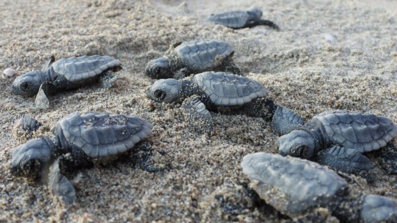 Campania: record per nidificazioni tartaruga marina Caretta caretta