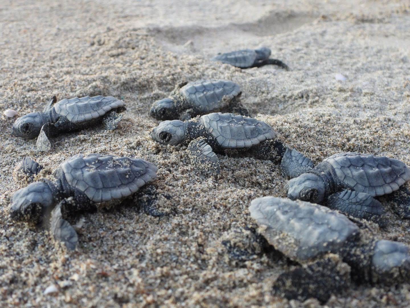 Campania: record per nidificazioni tartaruga marina Caretta caretta