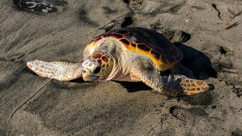 Castel Volturno: salvate e liberate 2 tartarughe caretta caretta