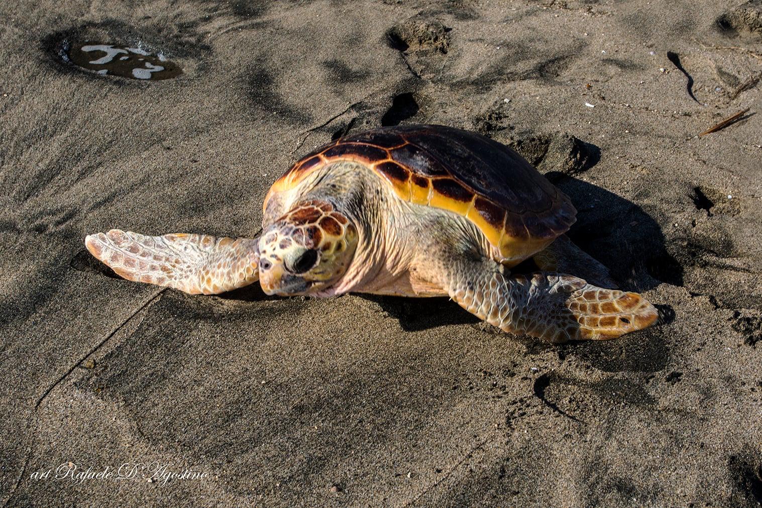 Castel Volturno: salvate e liberate 2 tartarughe caretta caretta