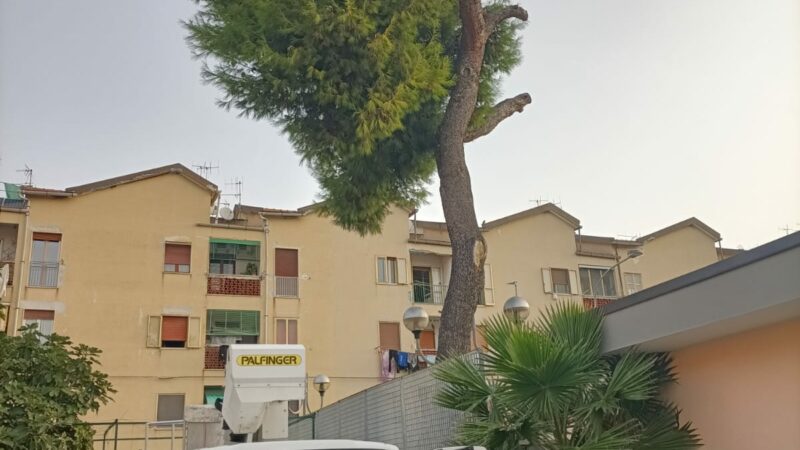 Salerno: abbattimento alberi pericolosi