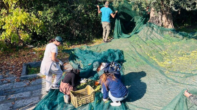 San Giorgio a Cremano: I° olio d’ oliva sociale con marchio locale