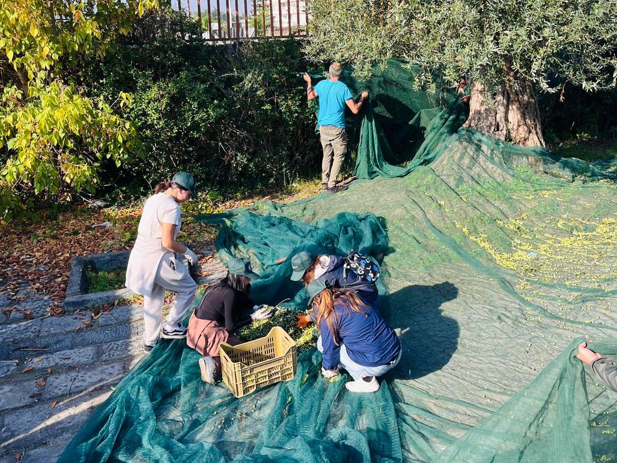 San Giorgio a Cremano: I° olio d’ oliva sociale con marchio locale