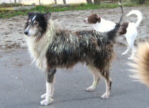 Foggia: Sant'Agata di Puglia, sdegnati animalisti per cane verniciato di giallo