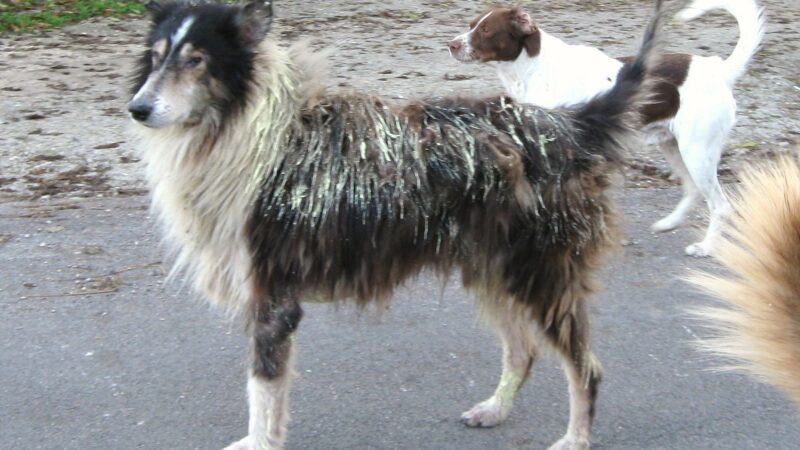 Foggia: Sant’Agata di Puglia, sdegnati animalisti per cane verniciato di giallo