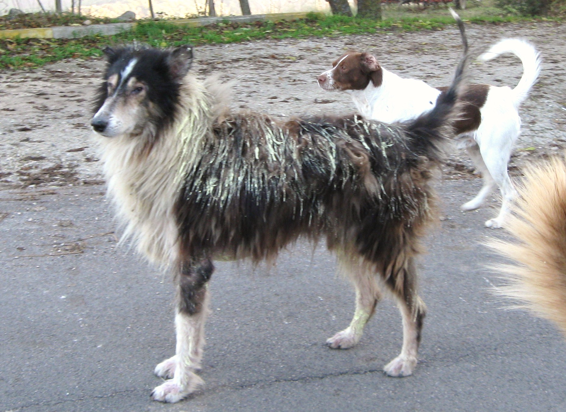 Foggia: Sant’Agata di Puglia, sdegnati animalisti per cane verniciato di giallo