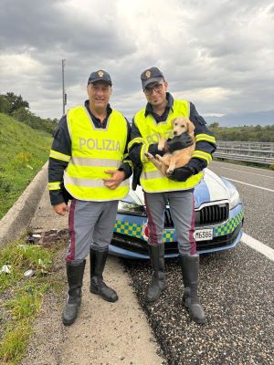 Eboli: Polizia Stradale salva cucciolo vagante in Autostrada