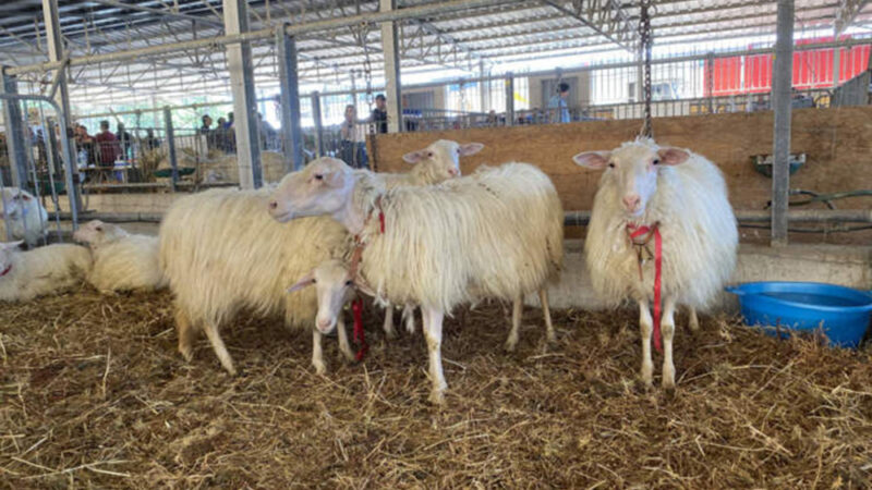 Campania: Coldiretti, Blue Tongue, denunce per veterinari che nascondono decessi