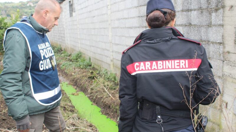 Capaccio Paestum: Carabinieri – Guardie Ambientali Accademia kronos, sequestro azienda bufalina