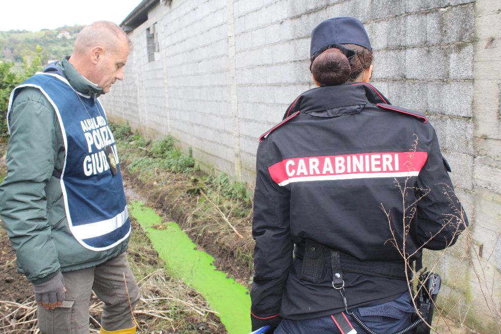 Capaccio Paestum: Carabinieri – Guardie Ambientali Accademia kronos, sequestro azienda bufalina