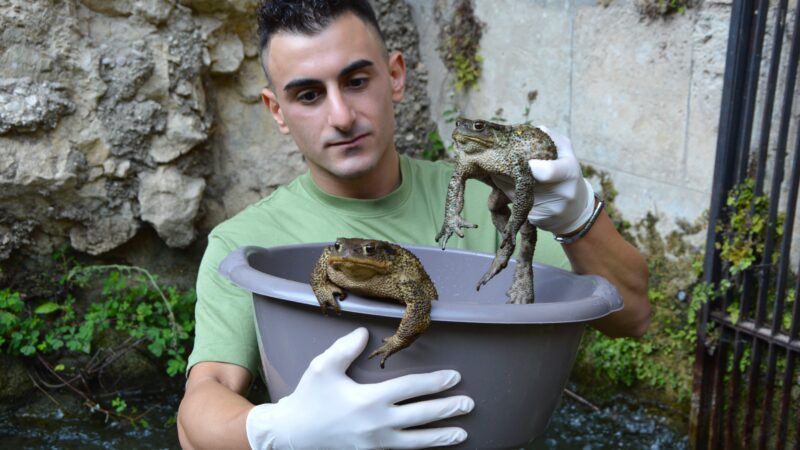 Campania: infrastrutture artificiali e biodiversità, appello per proteggere anfibi