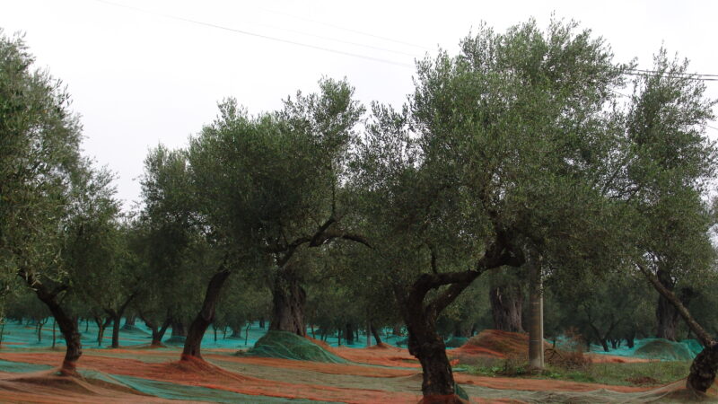 Campania: Olivicoltura, Confagricoltura “Subito piano per rilancio settore”