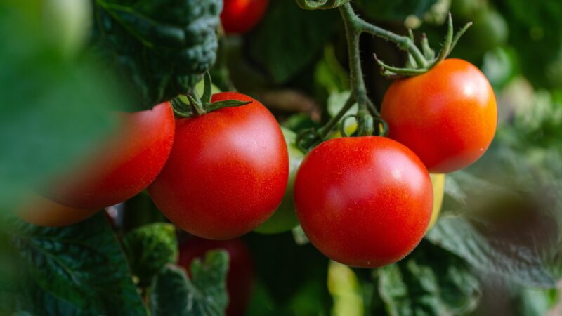 Nocera Inferiore: Aib, produttore condannato a 6 mesi per piante di pomodoro San Marzano protette