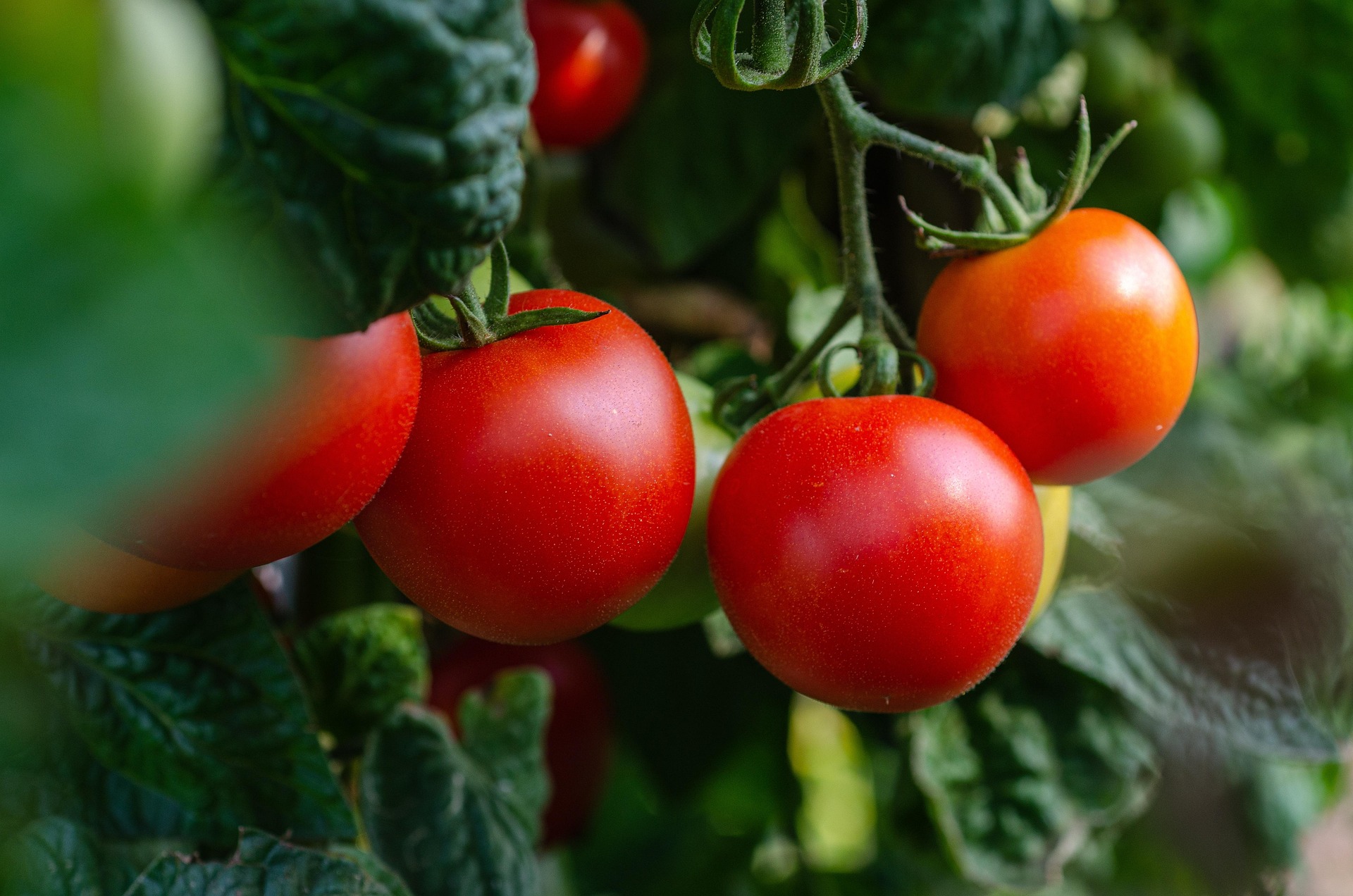 Nocera Inferiore: Aib, produttore condannato a 6 mesi per piante di pomodoro San Marzano protette