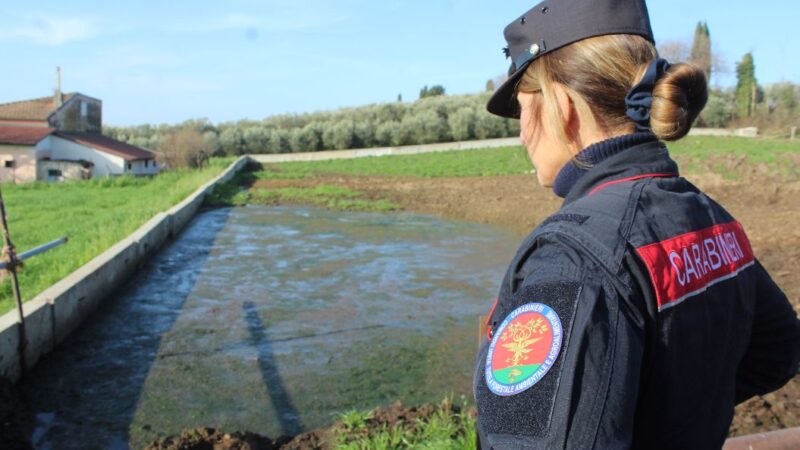 Eboli: Carabinieri – Guardie Ambientali Accademia Kronos, denunciato imprenditore agricolo e sequestro azienda zootecnica 