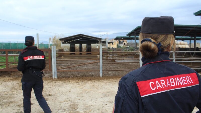 Eboli: Carabinieri – Guardie Ambientali Accademia Kronos, sequestro azienda zootecnica bufalina