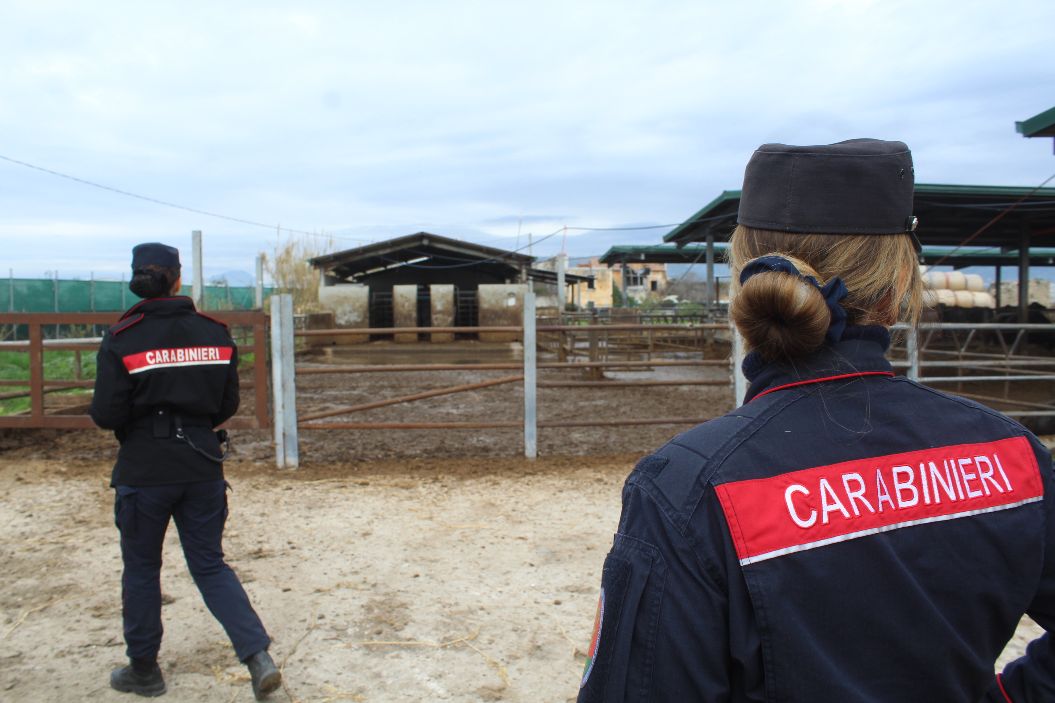 Eboli: Carabinieri – Guardie Ambientali Accademia Kronos, sequestro azienda zootecnica bufalina