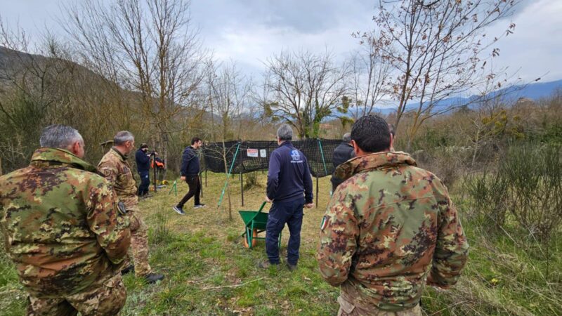 Salerno: in Prefettura riunione su peste suina africana