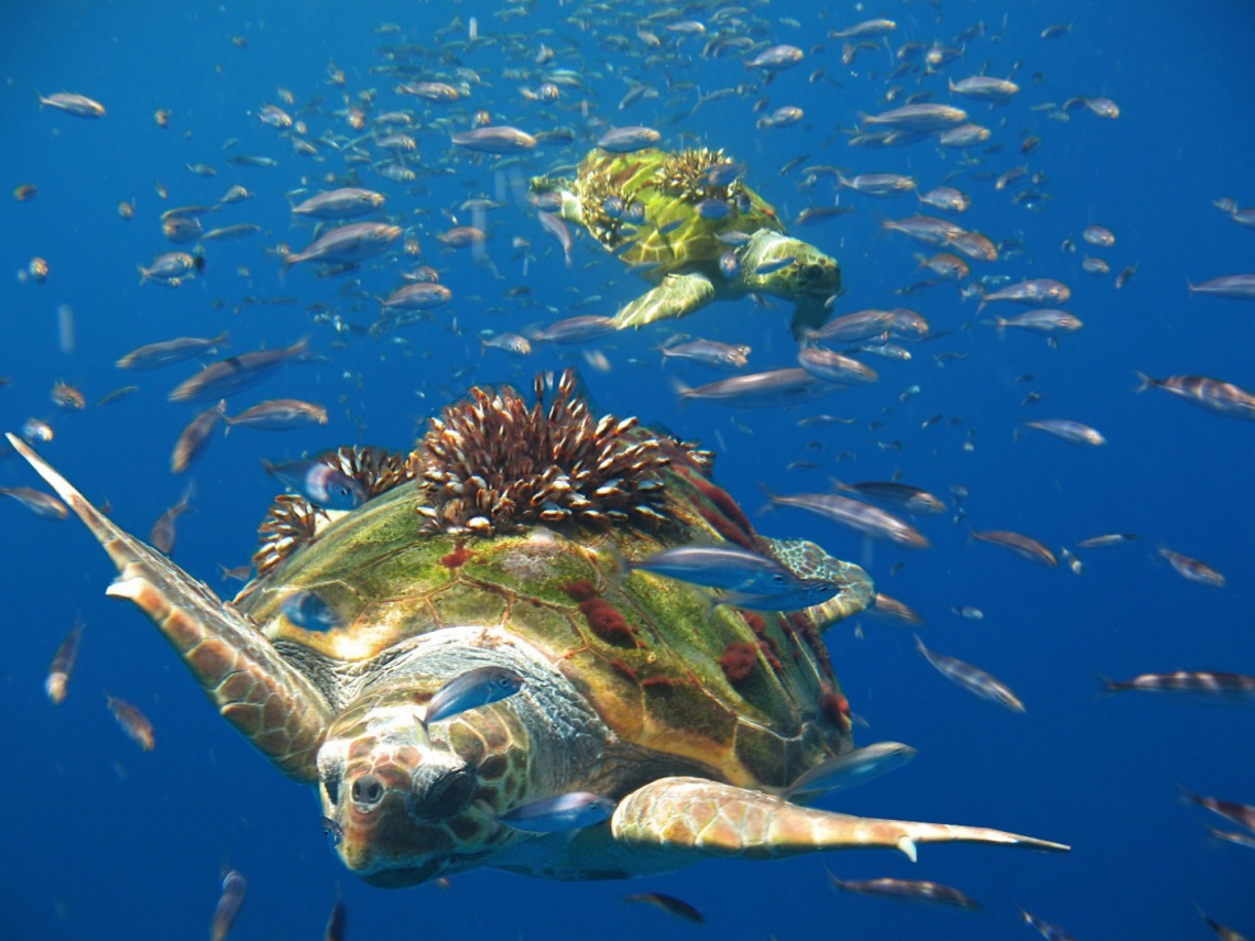 Napoli: SZN, Life Oasis, Progetto per proteggere tartaruge marine da “pesca fantasma”